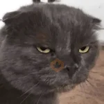 Gatos Enojados 💢😾