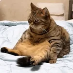 Gatos Enojados 💢😾