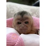 Reacciones de monitos #3 