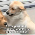 🙈 ANIMALITOS CON TEXTOS 😎