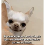 🙈 ANIMALITOS CON TEXTOS 😎