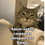 🧿Gato trabajando 🐱🐈
