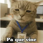 🧿Gato trabajando 🐱🐈