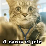 🧿Gato trabajando 🐱🐈