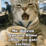 🧿Gato trabajando 🐱🐈