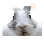 felices pascua 