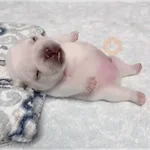 Pibble
