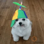 Pibble