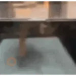 Pibble 