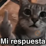 🐈🐈‍⬛🧶 GATOS 3 🧶🐈🐈‍⬛