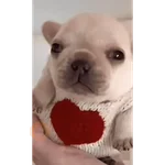 Pibble