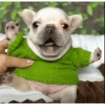 Pibble
