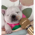 Pibble