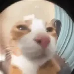 Más Michis! 🐾😸