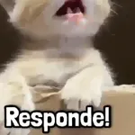 Más Michis! 🐾😸