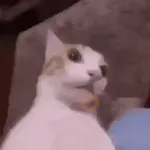 Más Michis! 🐾😸
