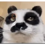 Gatos Curiosos 2😼👁️‍🗨️ 