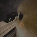 Gatos Curiosos 2😼👁️‍🗨️ 