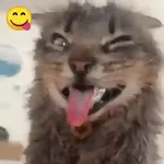 Gatos Curiosos 2😼👁️‍🗨️ 