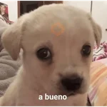 🥳 RAMDOM CONTESTABLES 😎