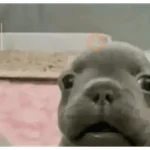pibble