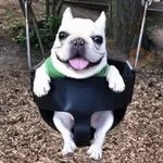 pibble