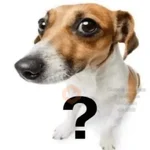 cachorros que todos amam