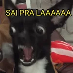 cachorros que todos amam