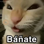 🐈🐈‍⬛🧶 GATOS 2 🧶🐈🐈‍⬛