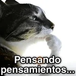 🐈🐈‍⬛🧶 GATOS 2 🧶🐈🐈‍⬛