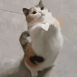 gatitos bonitos 💗
