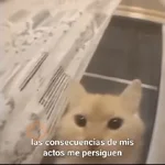 Reacciones Variadas #5 ☕
