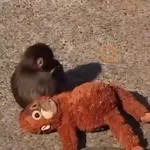 Punch bebé mono 2🐒 Monkey 2💖