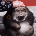 🍌 Monitos 🐵🐒