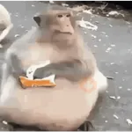 🍌 Monitos 🐵🐒