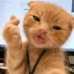 😼🫟 Reacción GATOS 🫟😼