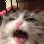 😼🫟 Reacción GATOS 🫟😼