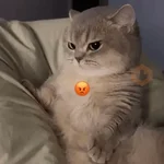 Gatos Reactions🐱 ^_^