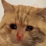 Gatos Reactions🐱 ^_^