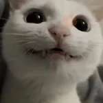 Gatos Reactions🐱 ^_^