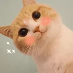 Gatitos pal chat 👍🐱