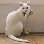 Gatitos pal chat 👍🐱