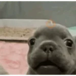 🐶 I'M PIBBLE 🐾