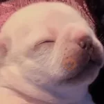 🐶 I'M PIBBLE 🐾