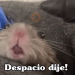 🧿Raton y Hamster🐹🐀