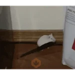 Hamster Reaction