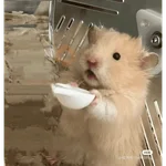 Hamster Reaction