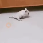 pibbles we