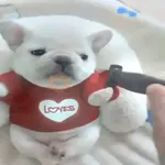 pibbles we
