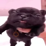 ❀ᮬ🐶⣧ ᩡᩡ Pibbles !©️Pochis